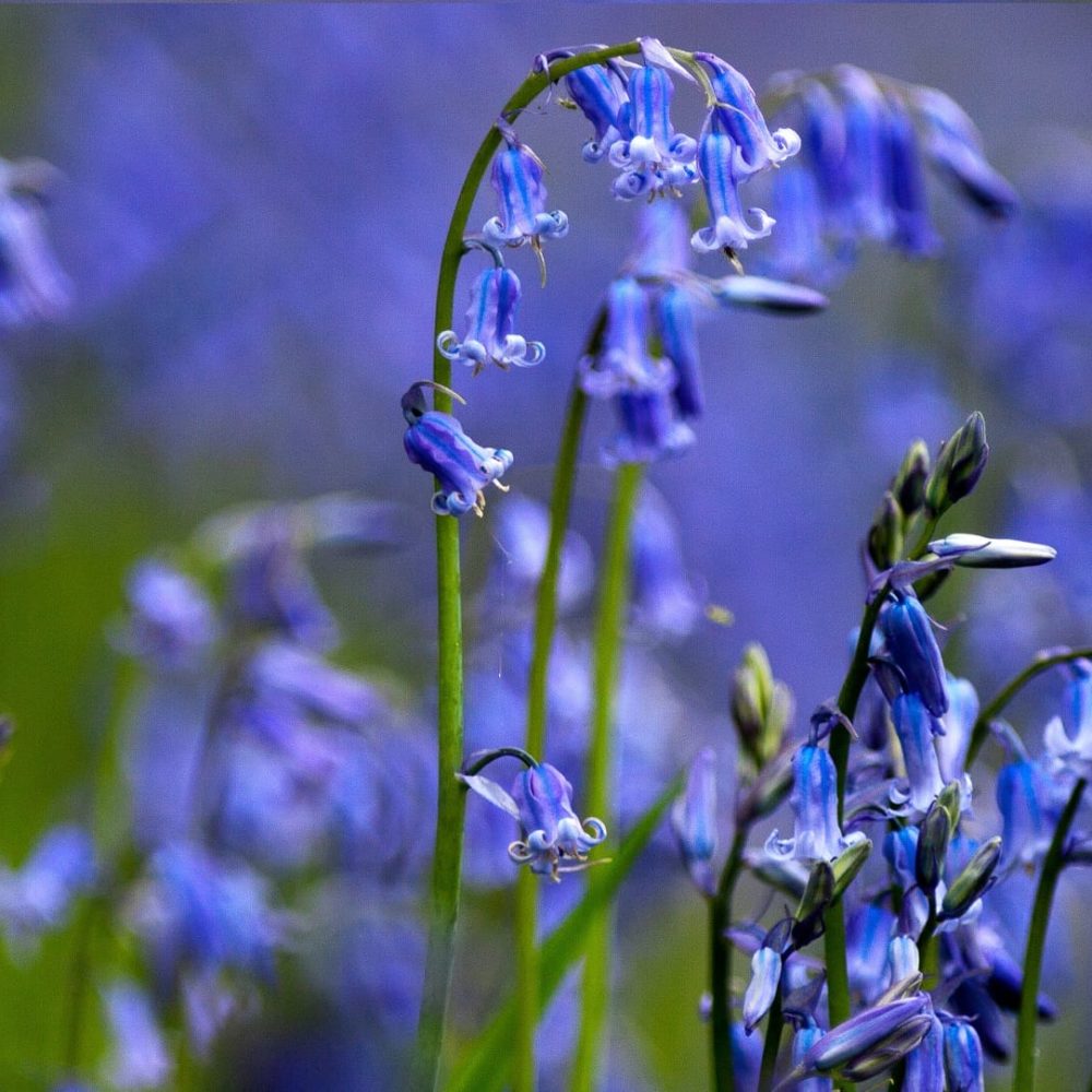 True Bluebells Sheffield Rotherham Wildlife Trust True Bluebells Sheffield Rotherham Wildlife Trust