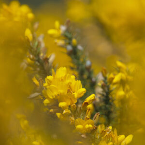 A thicket of the spikey bright yellow Gorse plant in full flower