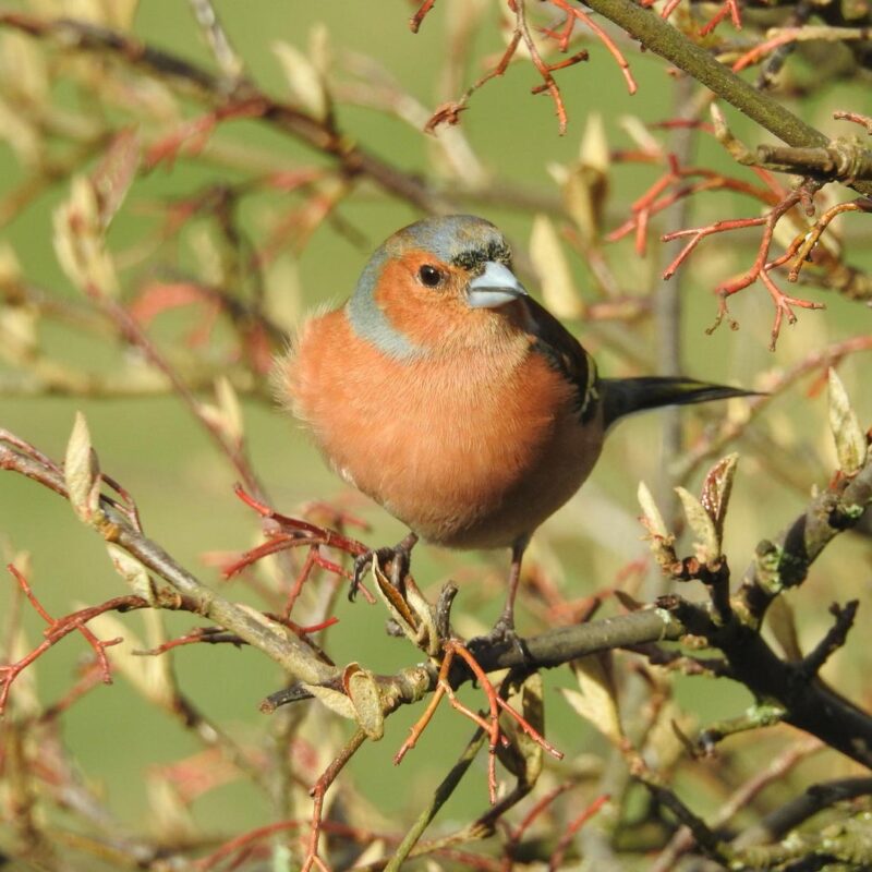 Chaffinch by Rob Miller