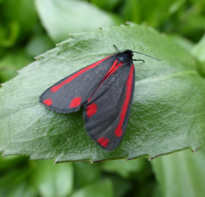 Cinnabar Moth by Ben Keywood