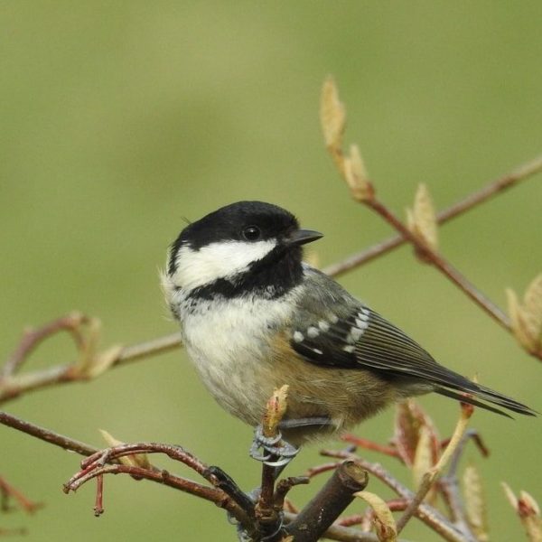 Coal Tit