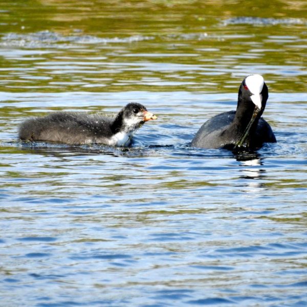 Coot by Rob Miller