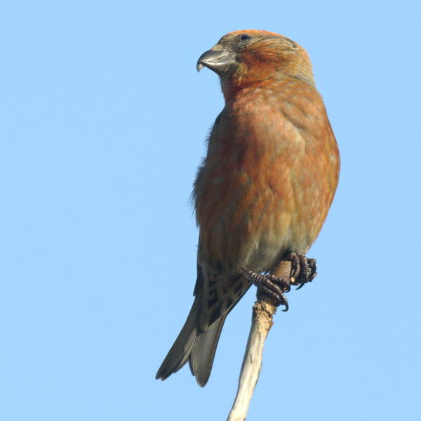 A Crossbill male faces to the left side while displaying his brick red colour from the topmost branch of a tree.