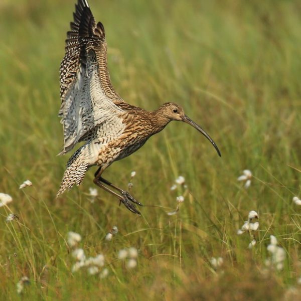 Curlew by Jon Hawkins