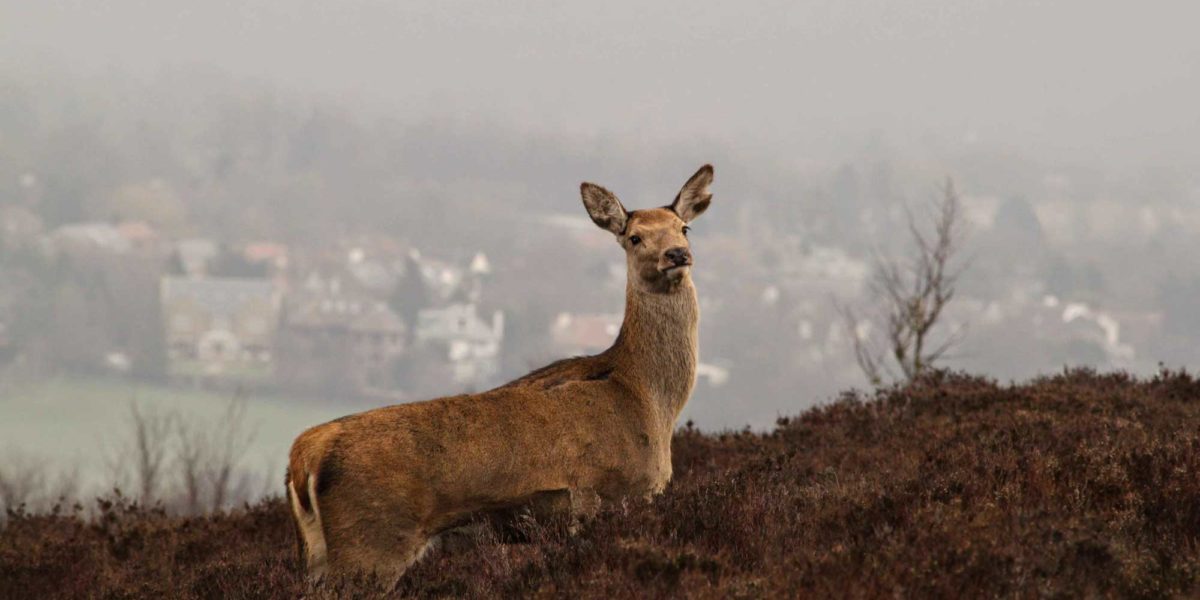 Deer on Blacka Moor by Mark Smith