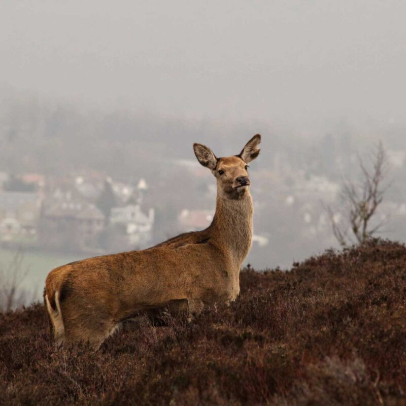 Deer on Blacka Moor by Mark Smith