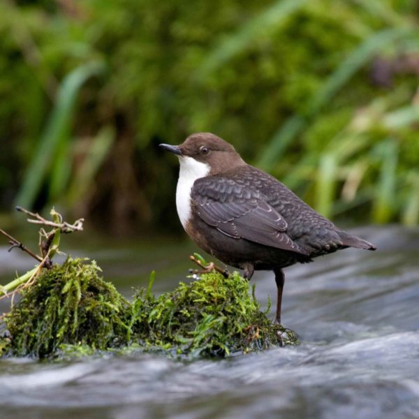 Dipper Portrait by Tom Marshall