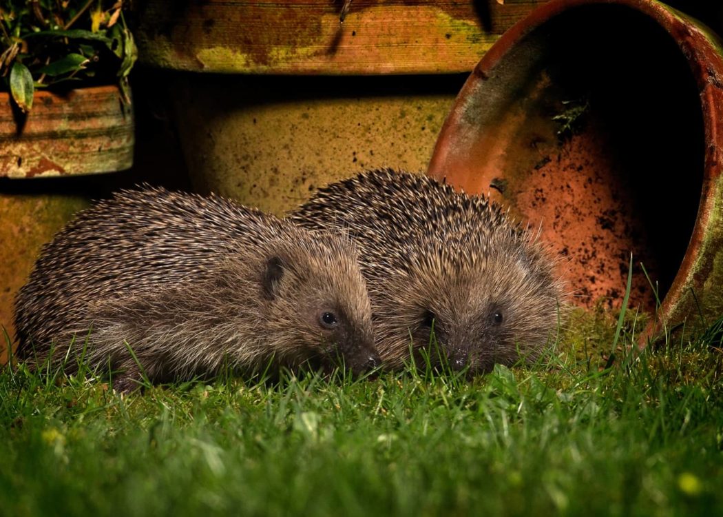 Hedgehogs, by John Hawkins/Surrey Hills Photography