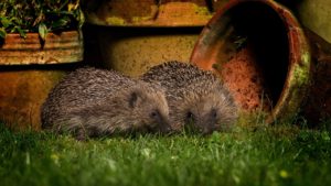 Hedgehogs, by John Hawkins/Surrey Hills Photography