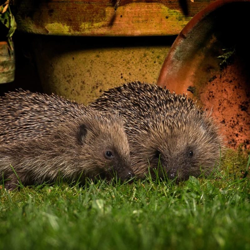 Hedgehogs, by John Hawkins/Surrey Hills Photography