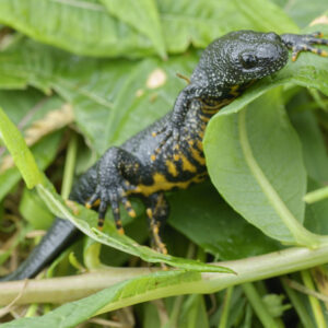 A Great Crested Newt climbing over a plant exposes the contrasting orange of it's belly and darker colours of it's back