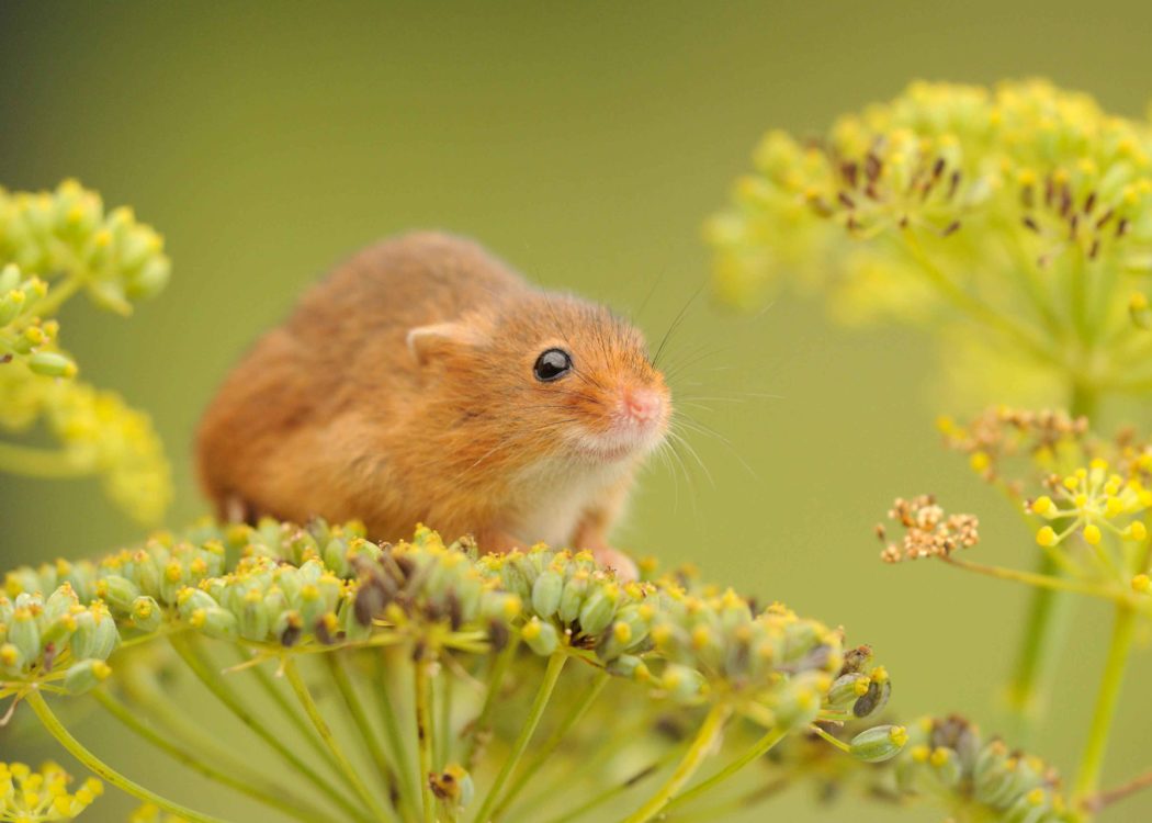 Harvest Mouse by Amy Lewis