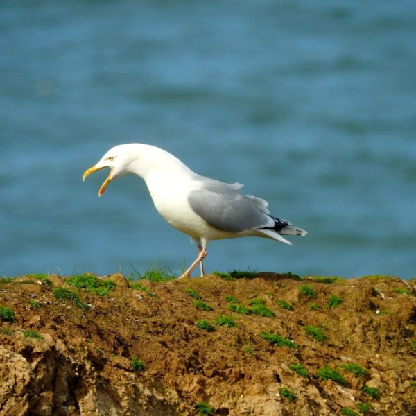 Herring Gull by Rob Miller