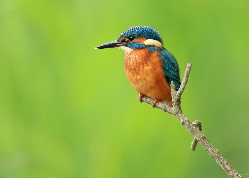 Kingfisher by Jon Hawkins