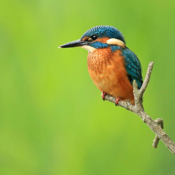 Kingfisher by Jon Hawkins