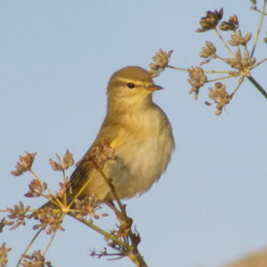 A photo of Willow Warbler on a branch. Its yellow face stands out against a pale blue sky.