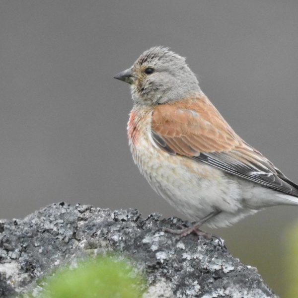 Linnet Male by Rob Miller