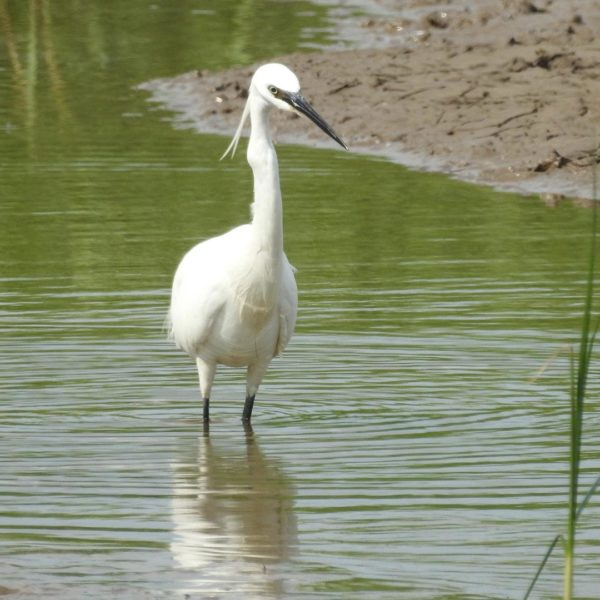 Little Egret by Rob Miller