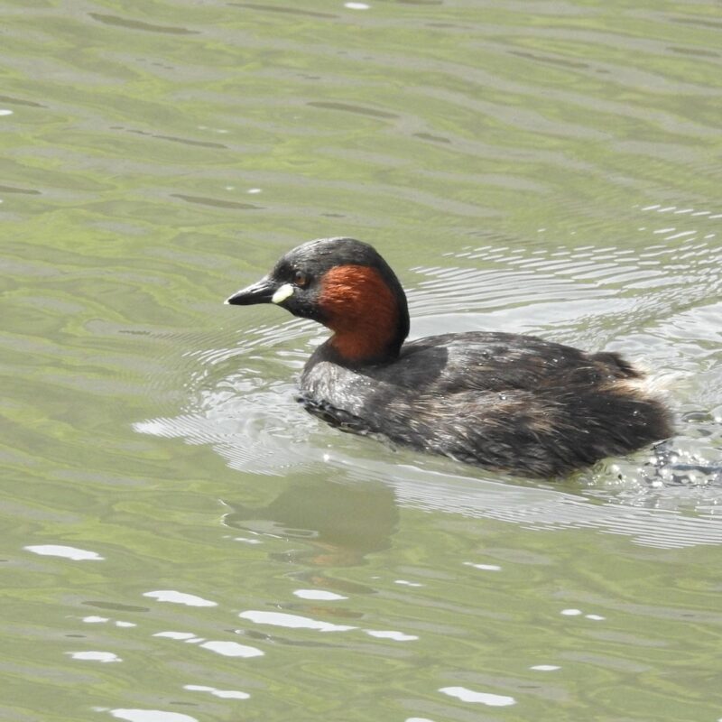 Little Grebe by Rob Miller
