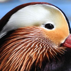 Mandarin Duck by Rob Miller