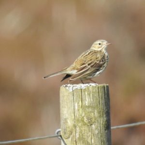 Meadow Pipit by Rob Miller