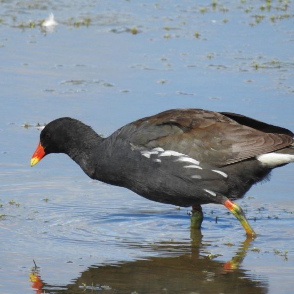 Moorhen by Rob Miller