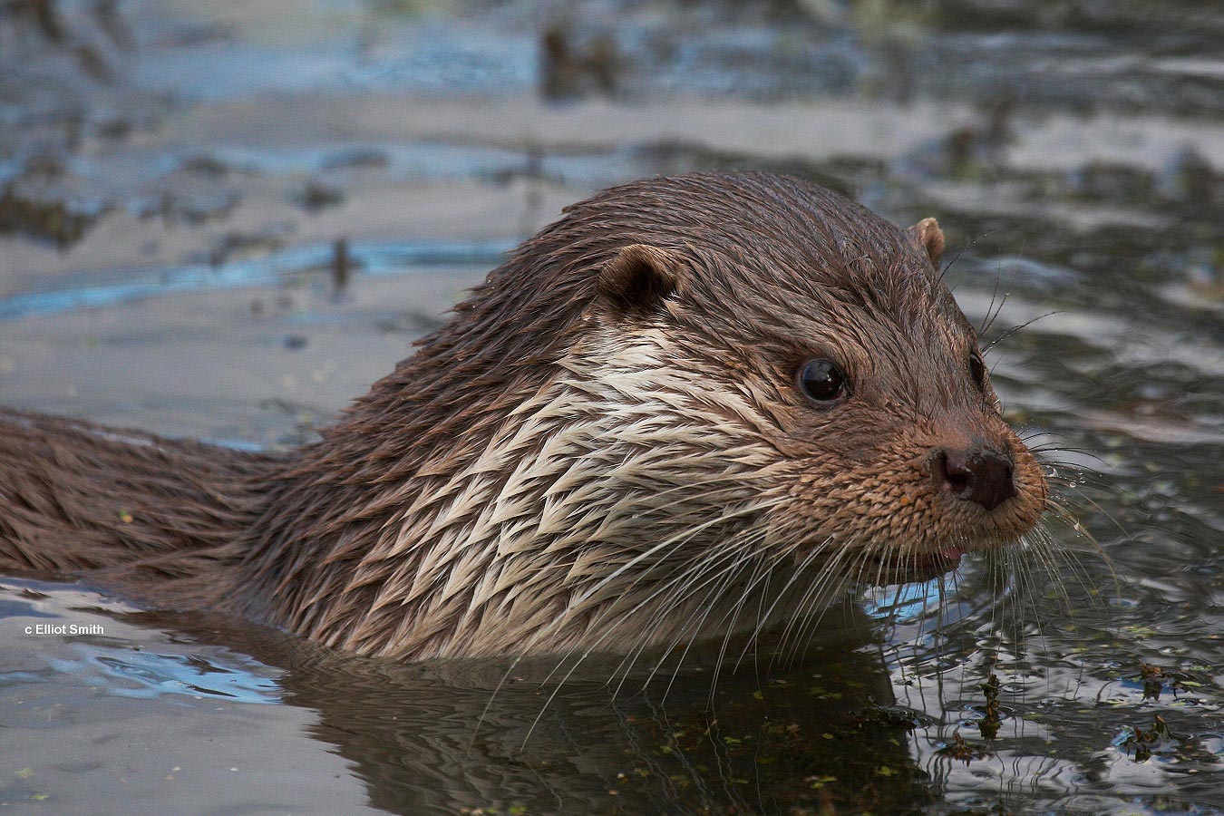 Otter by Elliot Smith