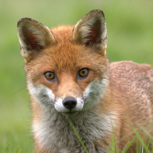 Red Fox by Clive Nichols