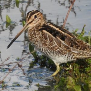 Snipe by Rob Miller