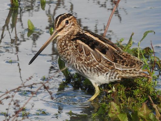 Snipe by Rob Miller
