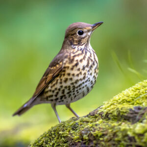 A song thrush on the ground with a blurred garden in the background