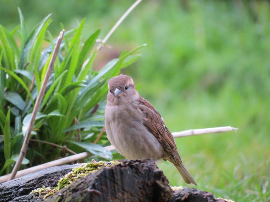 Tree Sparrow Sheffield & Rotherham Wildlife Trust