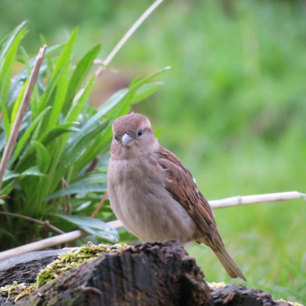 Sparrow by Sarah Sidgwick