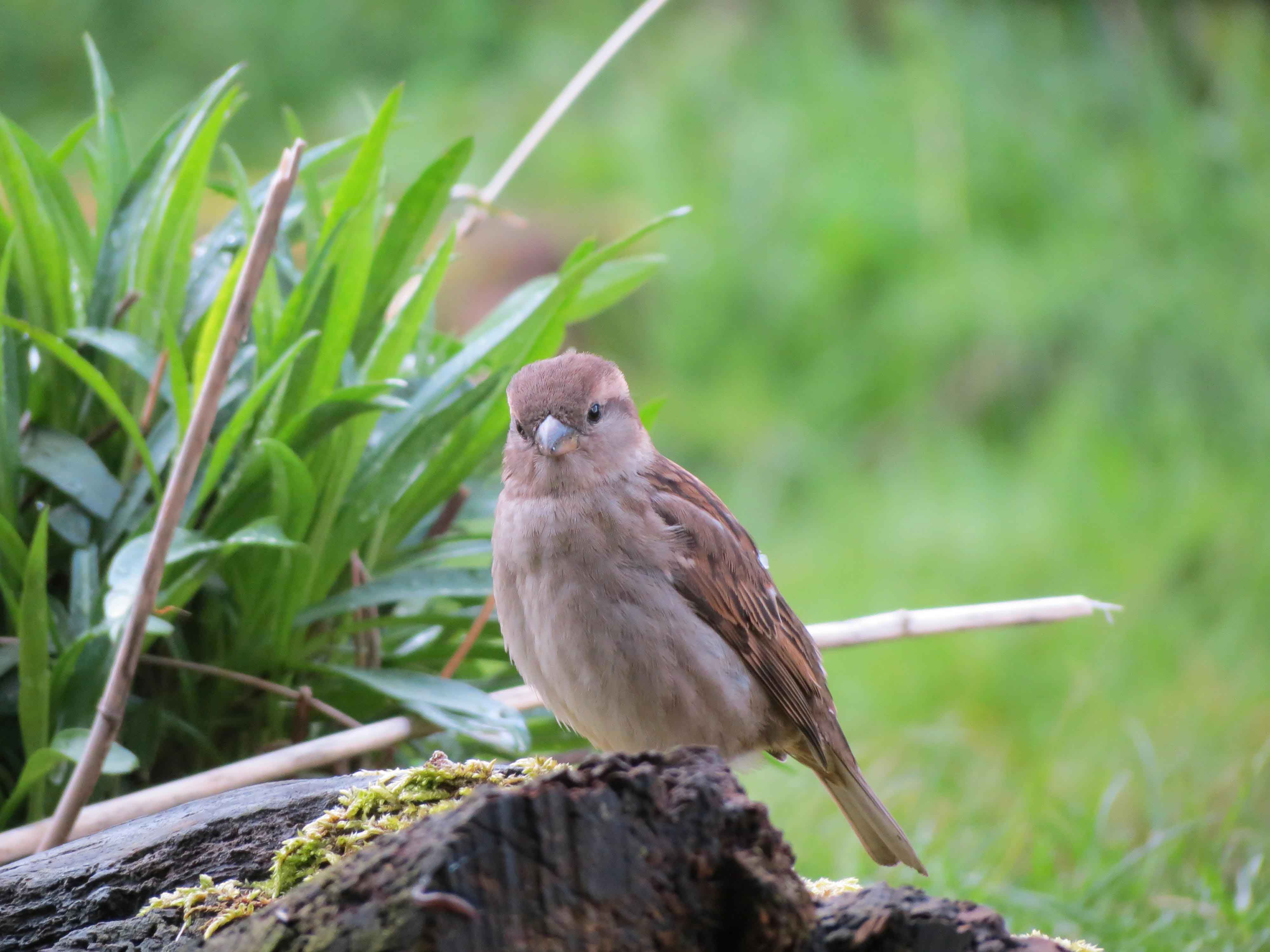 Tree Sparrow Sheffield Rotherham Wildlife Trust tree-sparrow-sheffield-rotherham-wildlife-trust