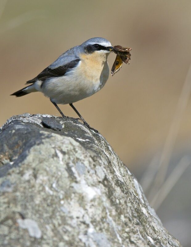 Wheatear by Richard Bowler