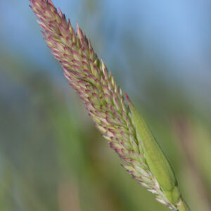 The flower spike of a Yorkshire Fog grass.