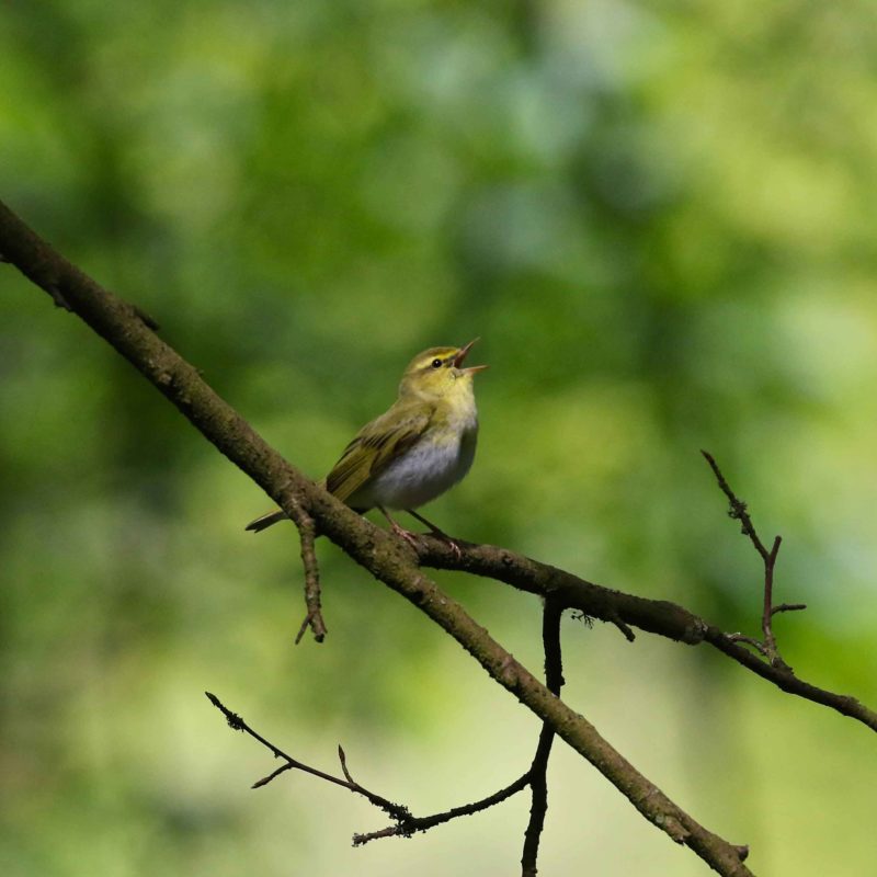 Wood Warbler by Rob Miller