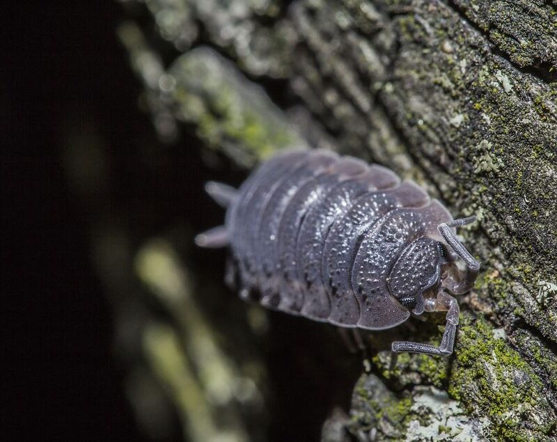 Woodlouse