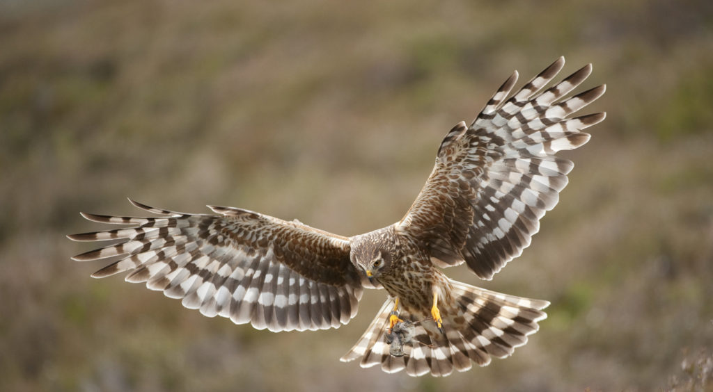 Adult female hen harrier approaching nest with food for chicks