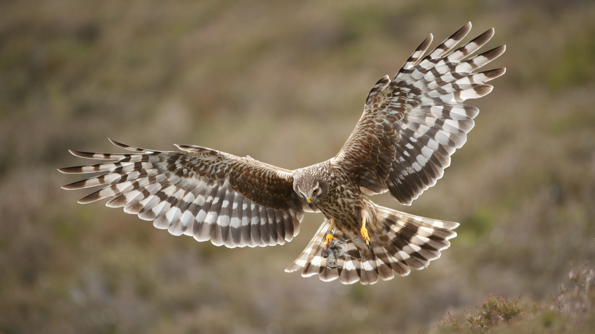 Adult female hen harrier approaching nest with food