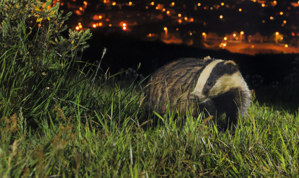 Urban Badger