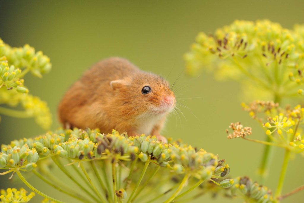 A harvest mouse on fennel Record your wildlife sightings