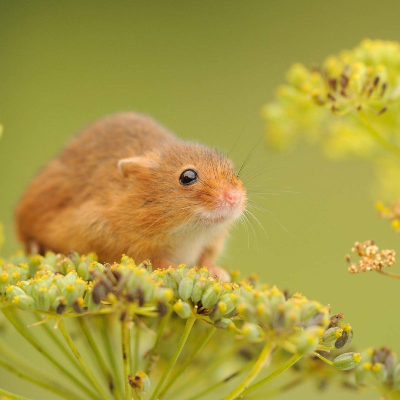 A harvest mouse on fennel Record your wildlife sightings