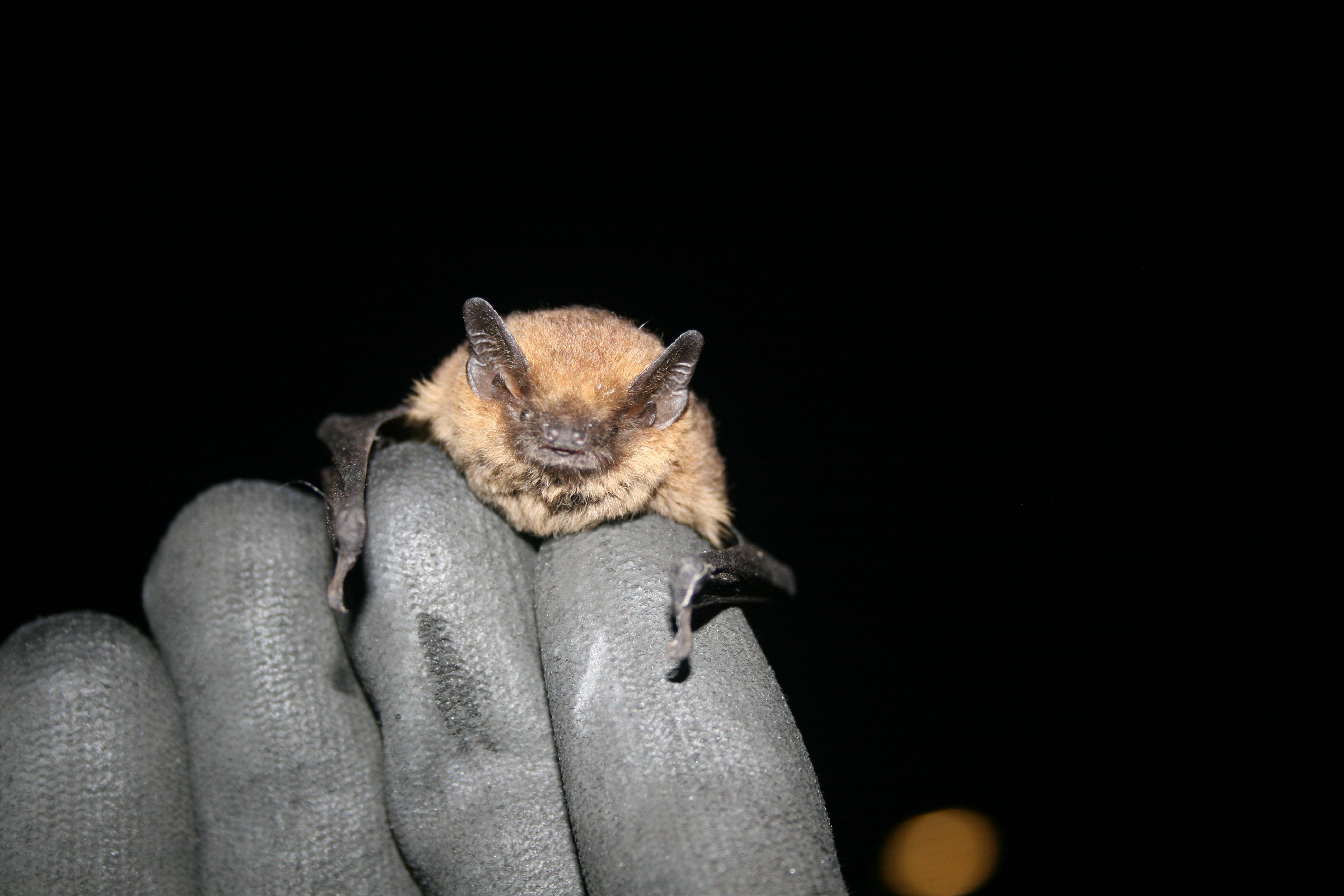 Bat Surveys An Introduction To Bats Buildings And Activity Bat Surveys An Introduction To Bats Buildings And Activity