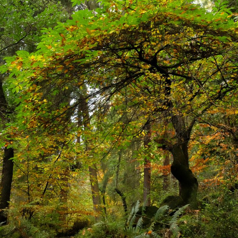 Woods at Wyming Brook nature reserve in autumn colour.