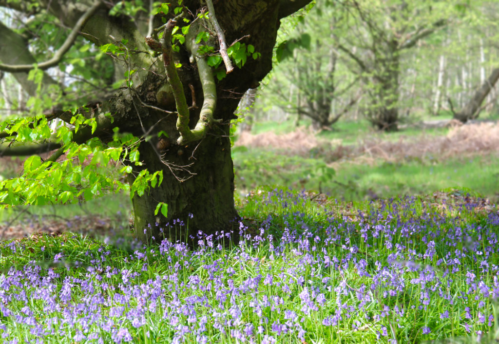 Bluebells around an ancient tree in Smithy Wood