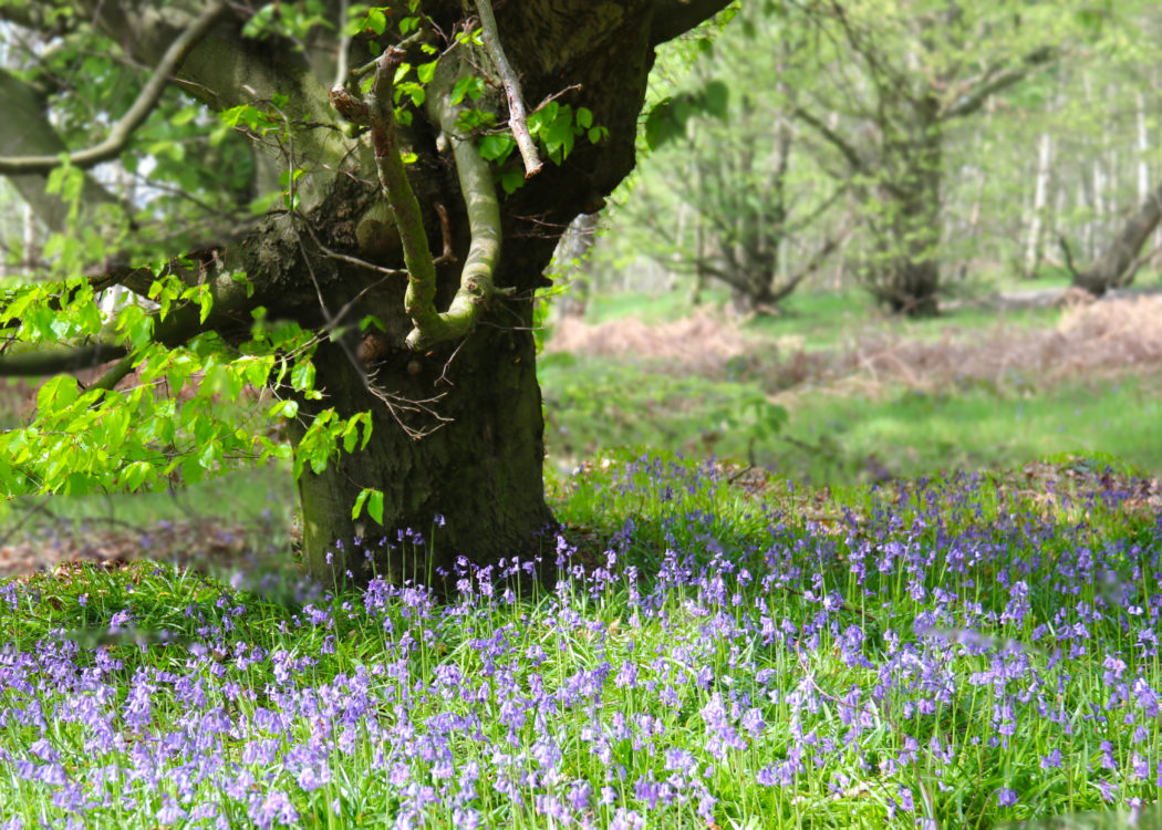 Bluebells around an ancient tree in Smithy Wood