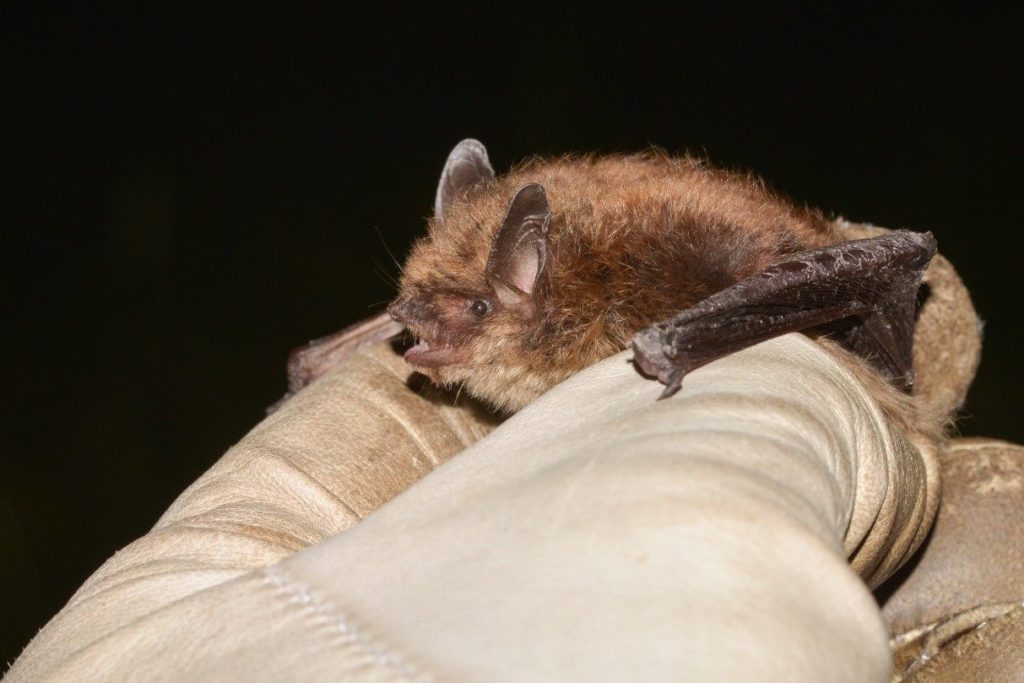 a Brandts bat