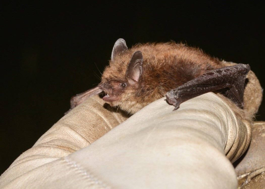 a Brandts bat