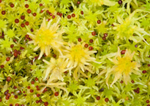 Sphagnum moss with seed capsules, photographer Ross Hoddinott/2020VISION